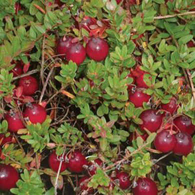 Planting and Care Cranberry Plants